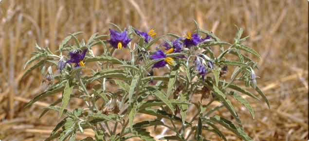 Silverleaf nightshade plant in flower, purple flowers