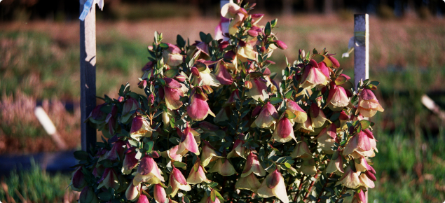 Qualup bells perform best in dense plantings to maximise yield per square metre of land and to encourage upward stem growth