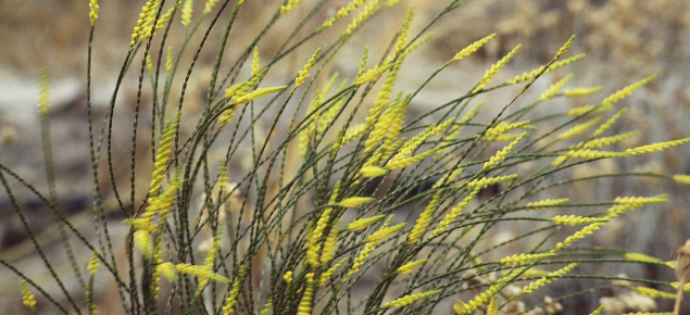 Corynanthera flava flowering in its natural situation on the sandplain north of Perth