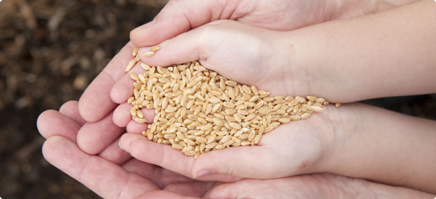 A photograph of a childs hands which are cupped together to hold some wheat grain. An adult male's hands are also cupped below the child's hands and are supporting the child's hands.