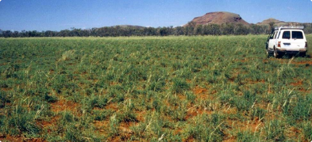 Photograph of a dense ribbon grass pasture in good condition