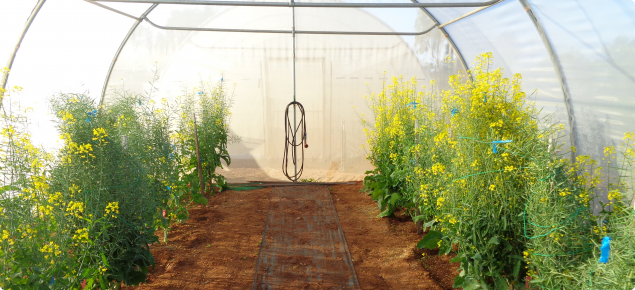 Canola yield and heat stress