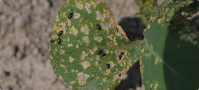 Leaf beetles and their damage on brassica seedling. Photo courtesy AAFC, Government of Canada