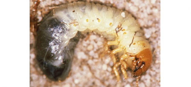 Mature African black beetle larva about 25mm long - a typical cockchafer being C shaped, with a brown head capsule and three pairs of legs on the thorax