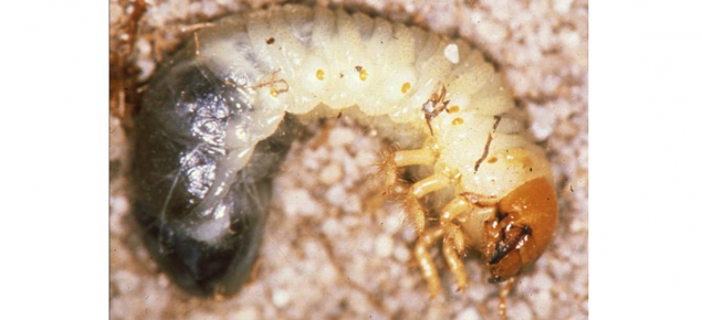 Whitegrubs are the larval stage of beetles. Both larvae and adults damage crops