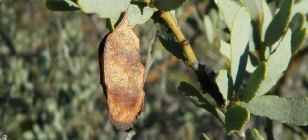 Baride bush has variable phyllodes and pods.