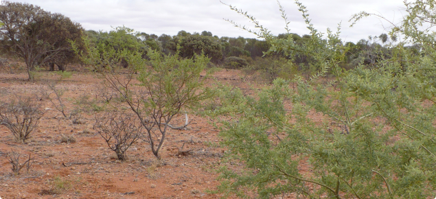 Pairs of straight spines are commonly found on young bardie bush plants.