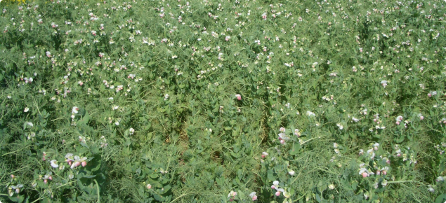 Field pea crop