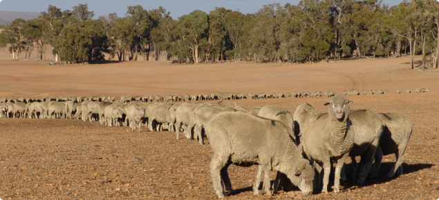 Sheep being trail fed