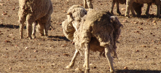sheep rubbing due to lice infestation