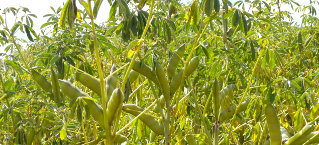 Close-up of Amira plants growing in a paddock highlighting the pods forming on the main stem.