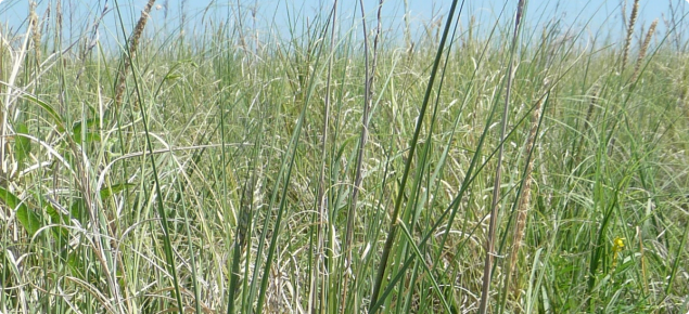 Bull Mitchell grass (Astrebla squarrosa) in the Western Australian ...