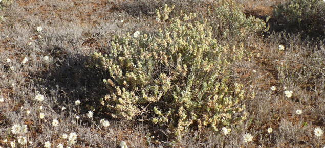 Female bladder saltbush plant in foreground.