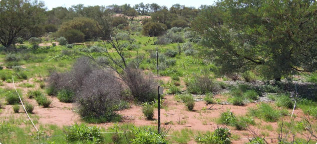 Acacia Sand Plain pasture in the Sandplain land system