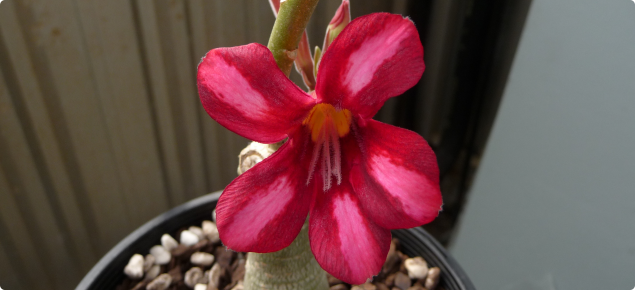 Close up of small plant in a pot with a large pink flower in the centre of shot.