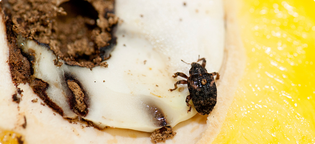 Adult mango seed weevil on a mango that has been cut open