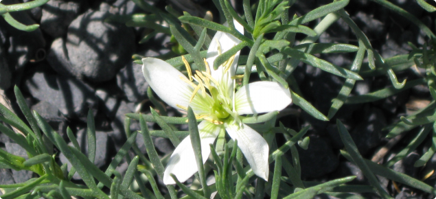 White African rue flower with succulent leaves.