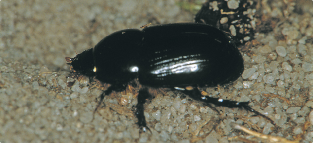 African black beetle adults are shiny black beetles about 14mm long