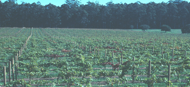 Foliage of red grape variety damaged by African black beetle turns red prematurely 