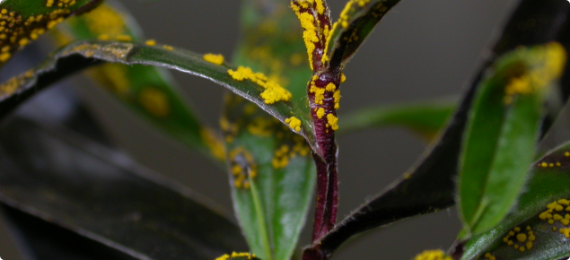 Plant with purple stems and dark green leaves covered with a bright yellow powder-like fungus.