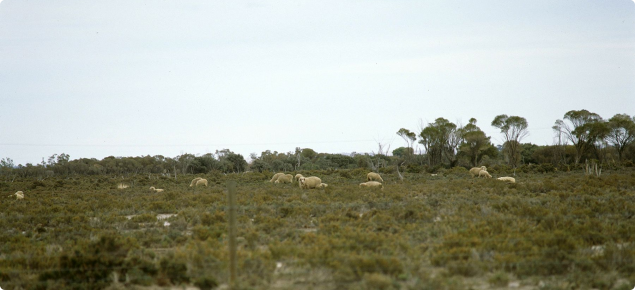 Photograph of sheep grazing in a samphire area