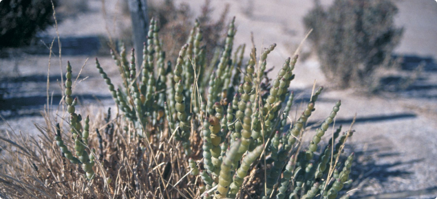 Photograph of a samphire plant on a saline site