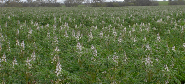 A photograph of an albus lupin crop at flowering. In the foreground the individual plants can be seen with their broad leaflets and white flowers protruding above the crop. The background shows trees growing at the edge of the crop.