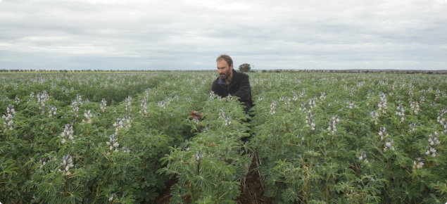 DAFWA Research Officer Martin Harries in Albus Lupins being grown at 44cm