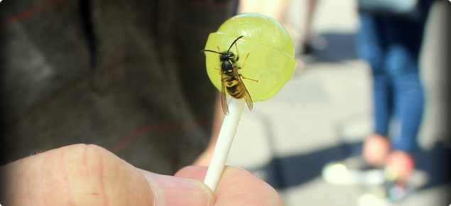 European wasp on lollipop
