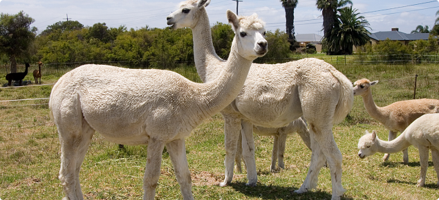 Two adult sized shorn white alpacas and three baby alpacas (cria) in the background grazing on a green paddock.