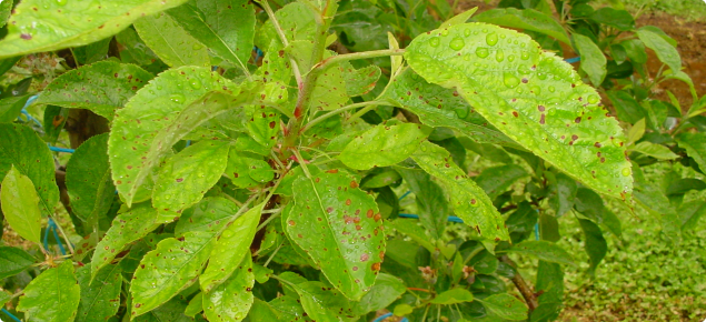Alternaria symptoms of brown spots on apple leaves