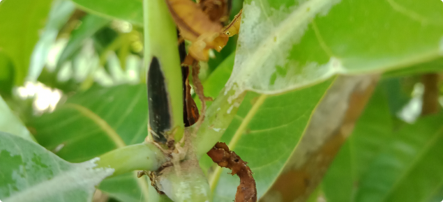 Banana spotting bug shoot damage