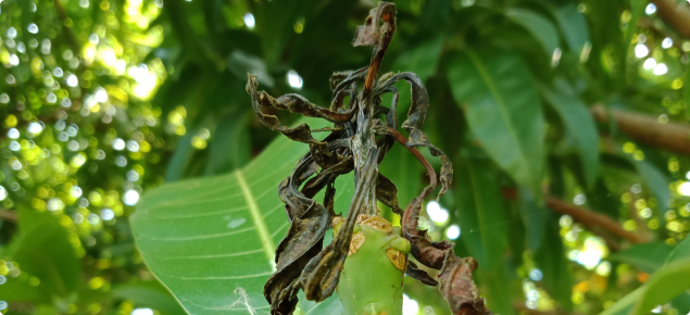 Banana spotting bug shoot damage