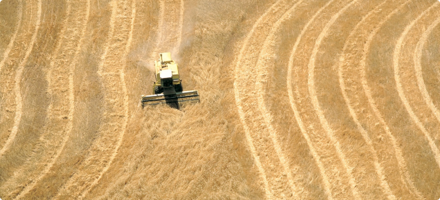 A photograph taken from above (probably taken from a low flying aeroplane) of a combine harvester harvesting a mature wheat crop. The patterns of the runs that the harvester has made through the crop can be seen and make an interesting wavy pattern