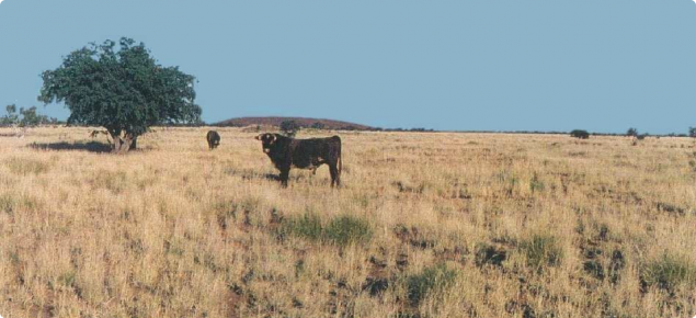 An alluvial plain supporting a moderately dense stand of buffel grass in good condition in the Pilbara