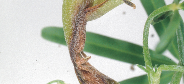 Plant shoot showing rotting stem caused by Anthracnose.