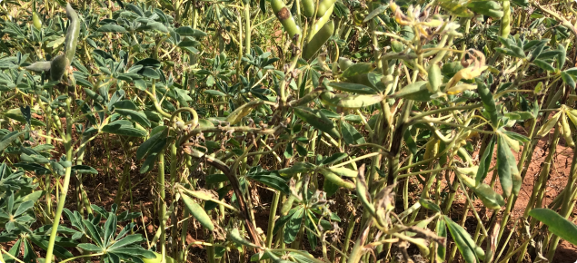 Anthracnose in albus lupin