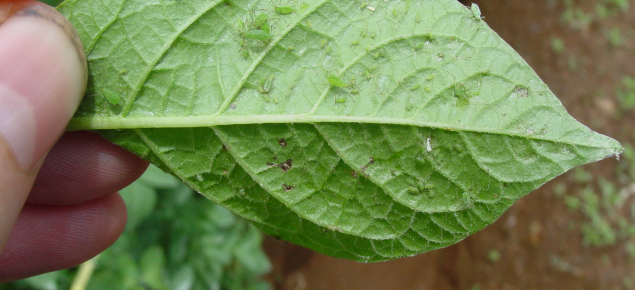 Wingless adult and immature nymphs of aphids feeding on the underside of a potato leaf 