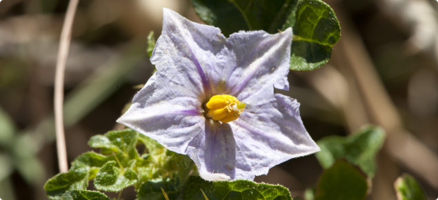 Apple of Sodom flower