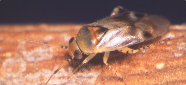 Apple dimpling bug adult - triangle on its back, spiny legs and dark bands at the base of the antennae