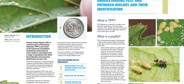 Example pages from the Tomato potato psyllid Enterprise management plan. 