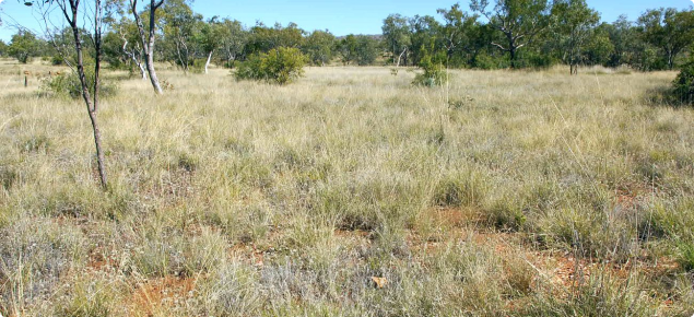 Photograph of arid short grass pasture in good condition in the Kimberley