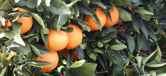 Oranges hanging on tree