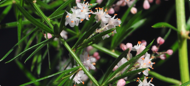 Asparagus aethiopicus flowering branch
