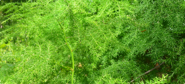 Asparagus africanus plant