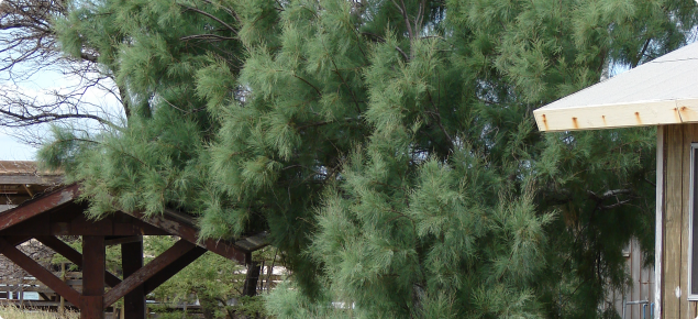 Athel pine tree
