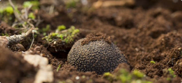 Truffle in the ground