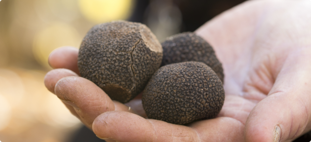 WA truffles with dog in background