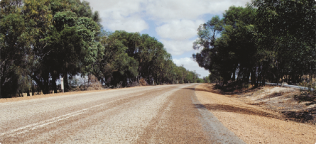 Locust swarm on a road.