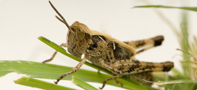 Australian plague locust sitting on grass.